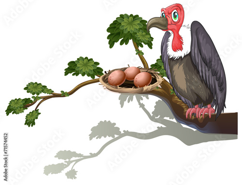 vulture