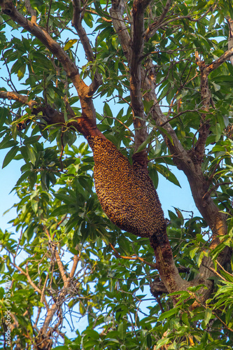 Nest of wild bees on mango tree in India