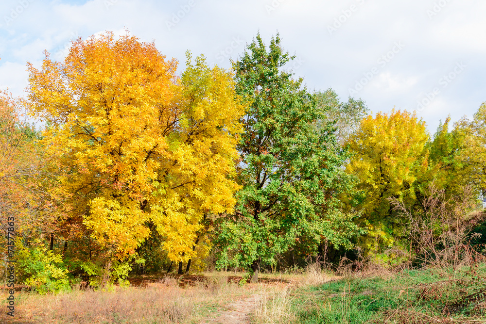 Yellow and green trees in autumn in the forest