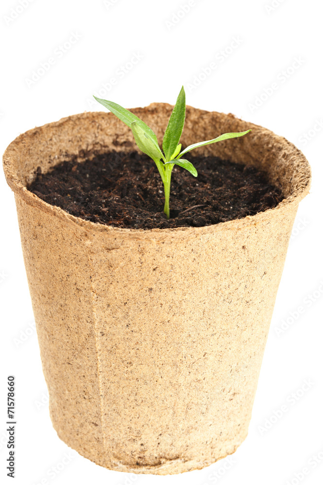 The young plant grows from a fertile soil is isolated on a white The young plant grows from a fertile soil is isolated on a white