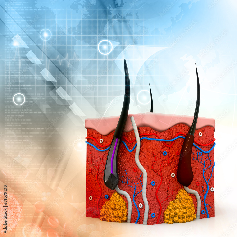 human skin anatomy cross section Stock Illustration | Adobe Stock