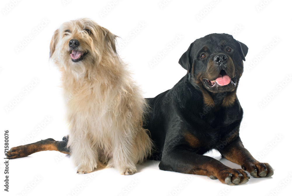 Obraz premium rottweiler and pyrenean shepherd