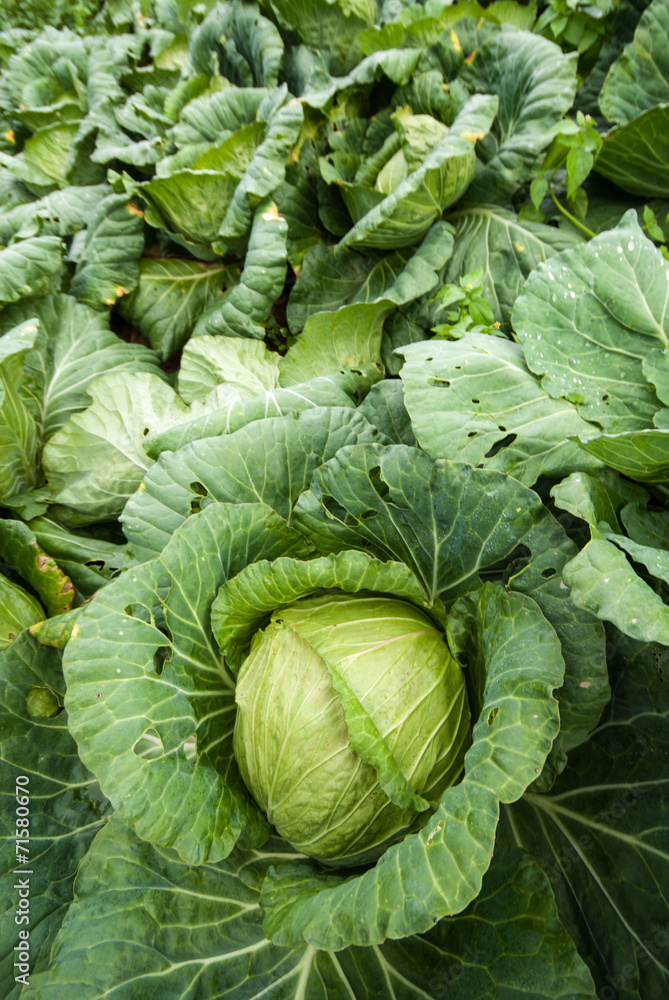 White head cabbages in cabbages field White head cabbages in cabbages field
