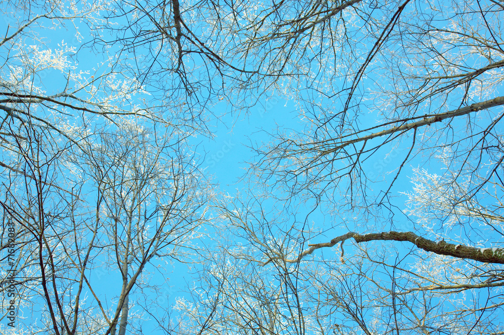 Winter blue sky and tree branches Winter blue sky and tree branches
