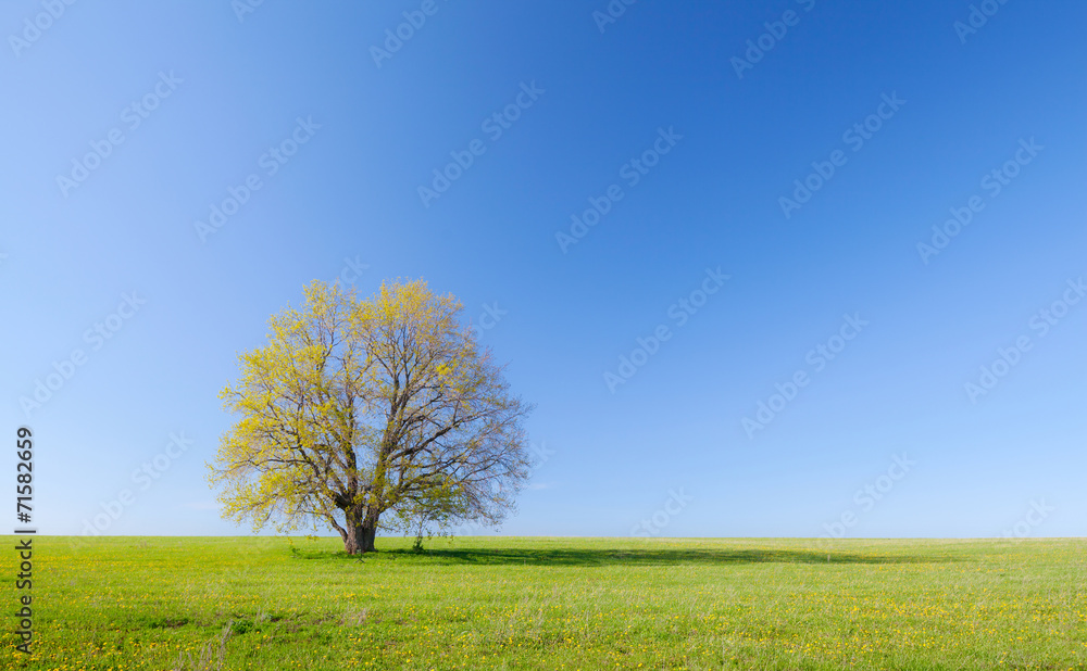 Fototapeta premium Spring