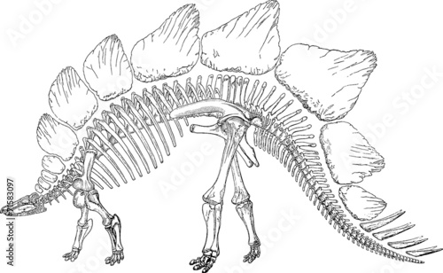 Vintage picture skeleton dinosaur stegosaur photo