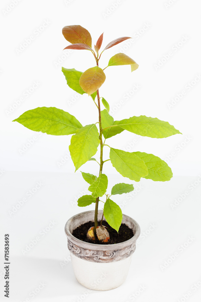 Avocado Setzling (Persea americana), junge Pflanze, Studio Stock-Foto |  Adobe Stock