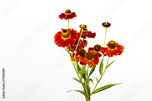 Fototapeta Naklejka Na Ścianę i Meble -  Sonnenbraut (Helenium), weisser Hintergrund