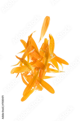 Ringelblumenblütenblätter