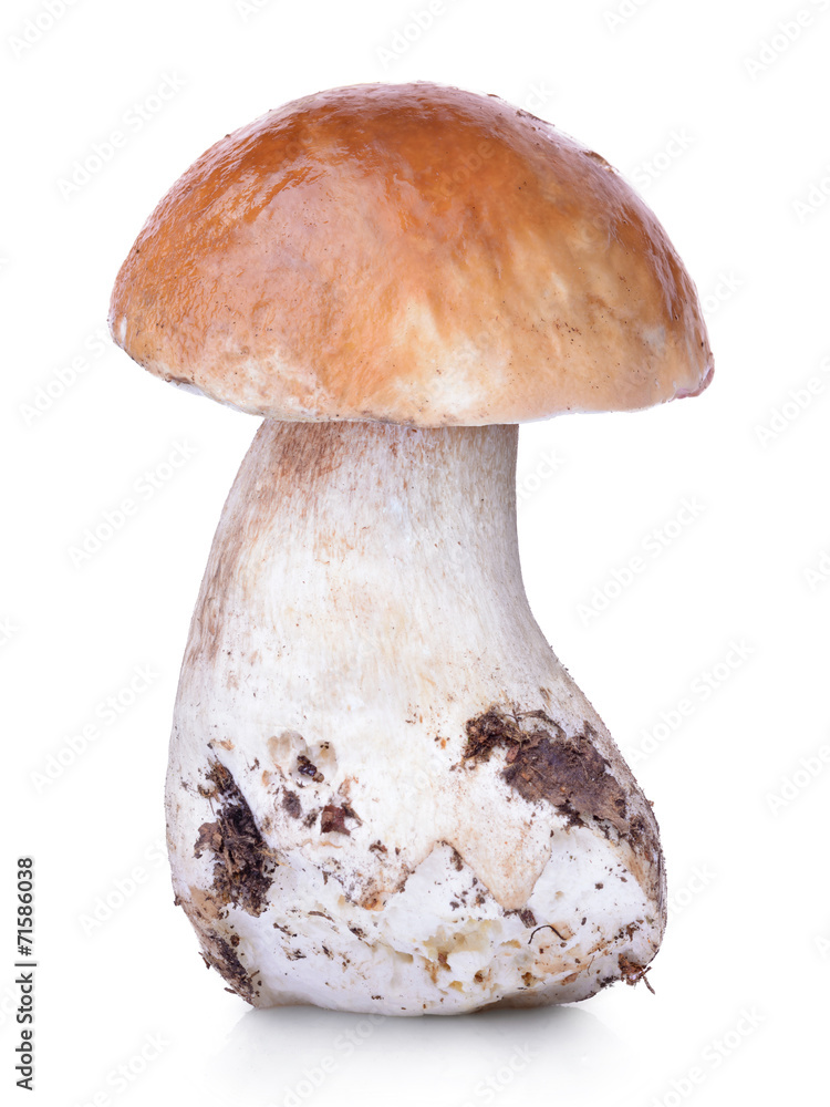 Raw boletus edulis isolated on white background Raw boletus edulis isolated on white background