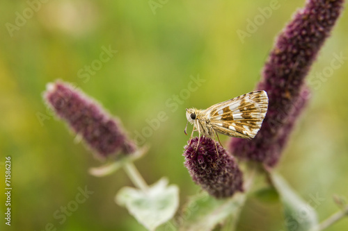 Pyrgus alveus. Ajedrezada serrana. photo