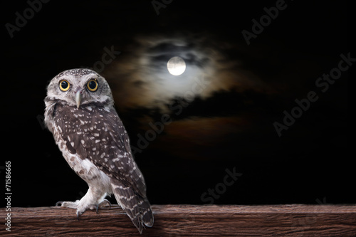 Photography Owl and full moon.