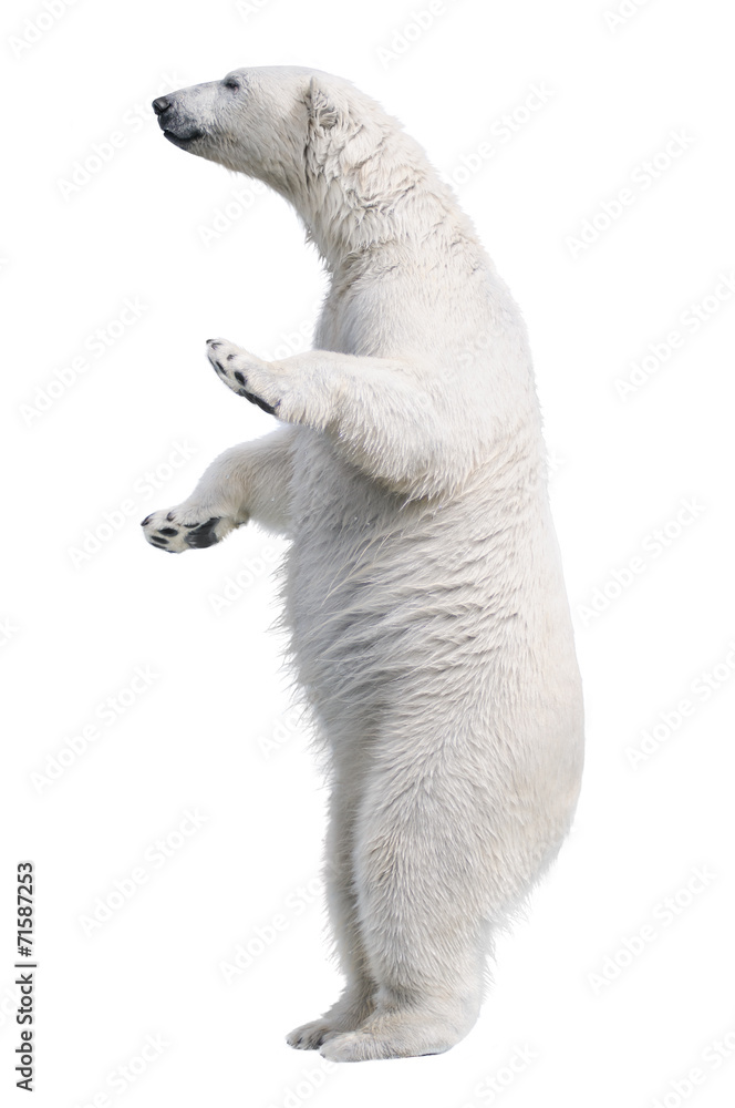 Fototapeta premium Stojak na biały niedźwiedź polarny. Na białym tle