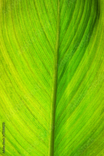 Green Leaf Background