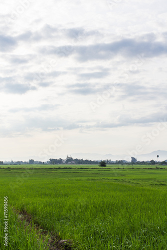 Green Rice Field in Thailand