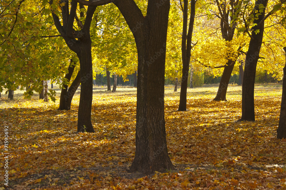 Autumn Park