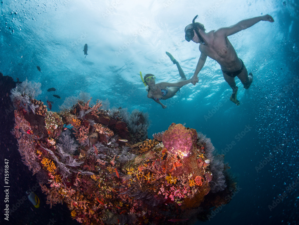 Fototapeta premium Reef