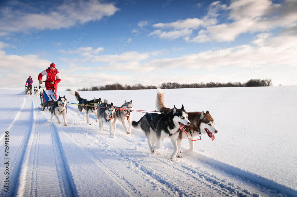 Woman musher hiding behind sleigh at sled dog race on snow in wi - obrazy, fototapety, plakaty 