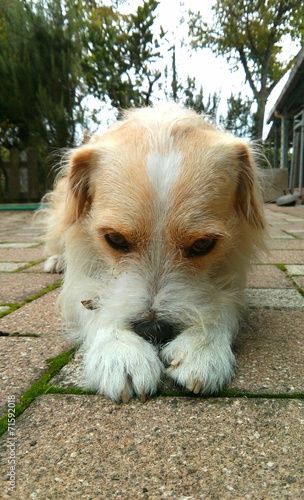 Cane a cuccia