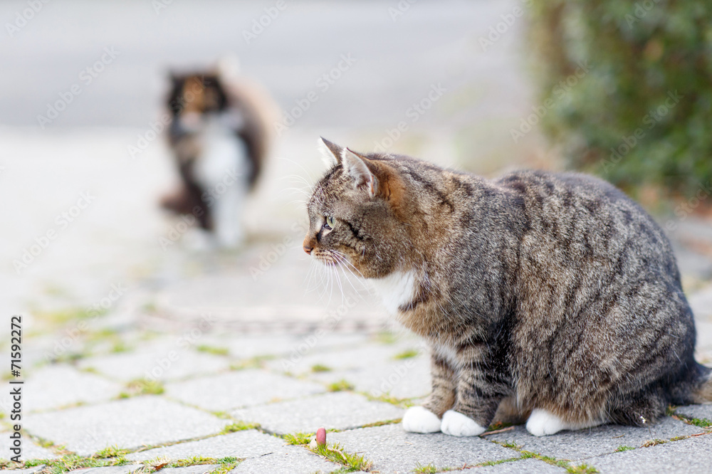 Obraz premium Cat on a street in the city with another cat on background