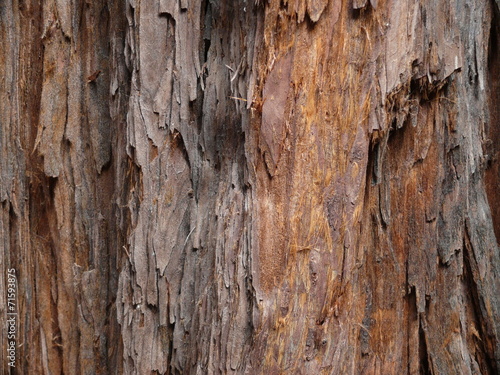 Rinde Textur Mammutbaum