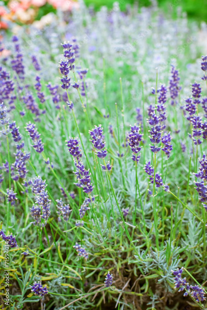Obraz premium Lavender Flowers