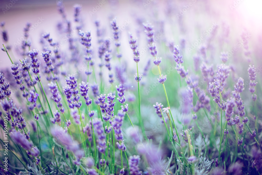 Naklejka premium Lavender Flowers