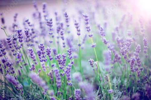 Fototapeta Naklejka Na Ścianę i Meble -  Lavender Flowers