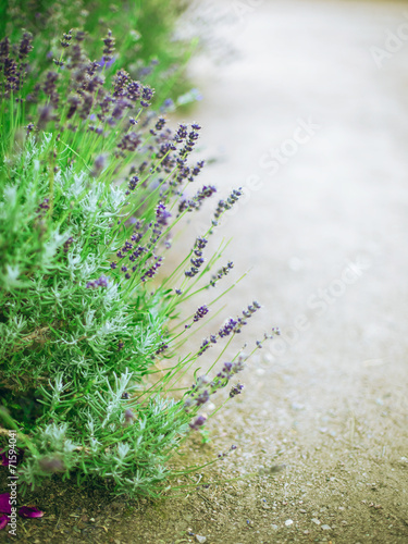 Fototapeta Naklejka Na Ścianę i Meble -  Lavender Flowers