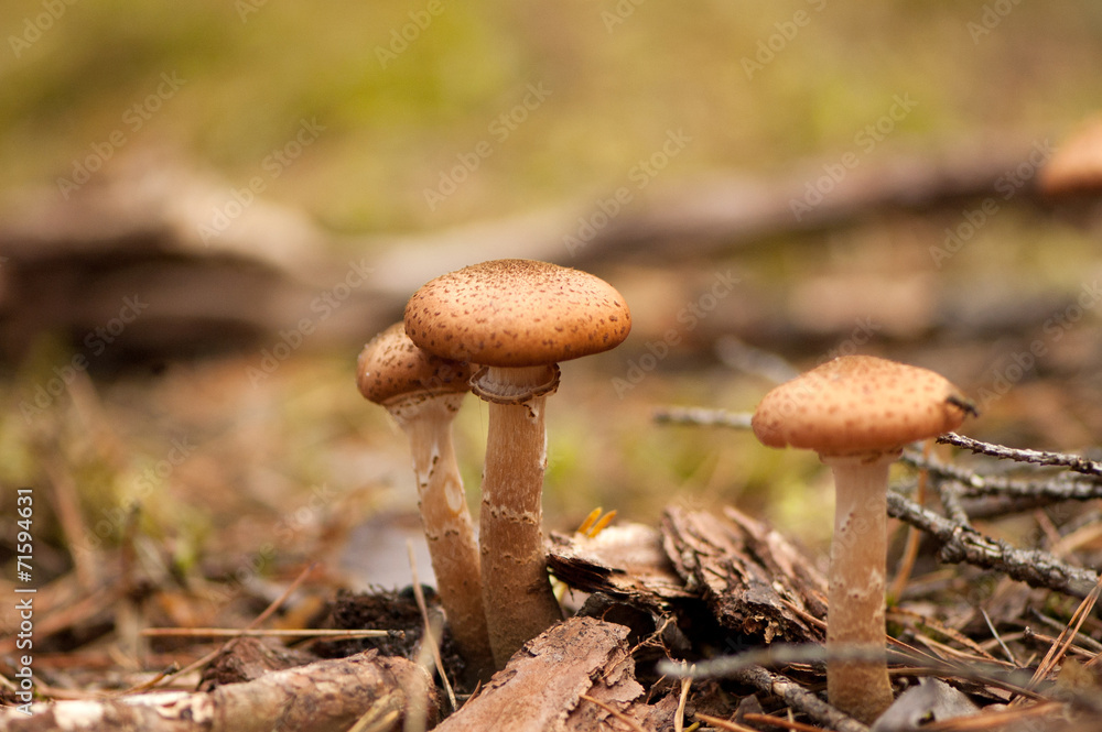 Honey fungus naturally growing in the forest Honey fungus naturally growing in the forest