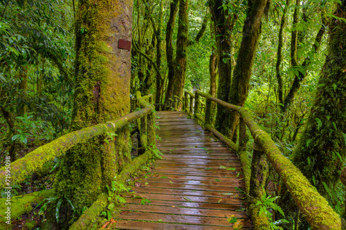 wood bridge