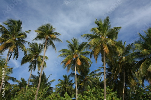 maldives  sea  palm and sky