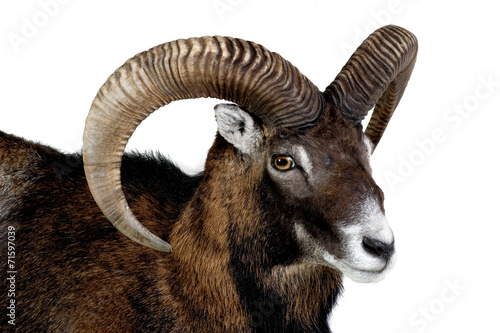 Mouflon - Wild Sheep - Urial