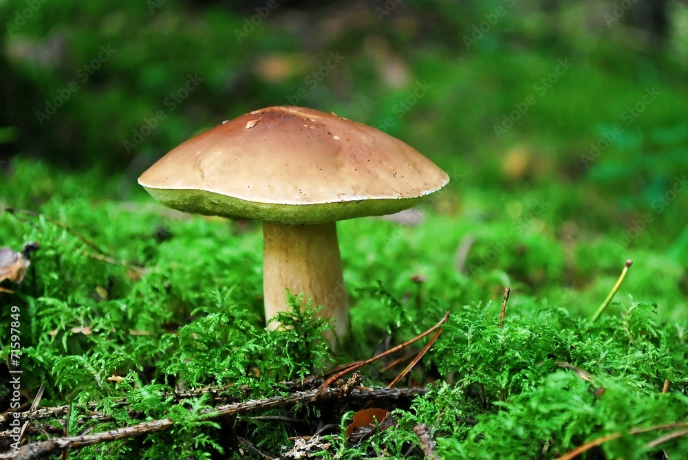 Cep Mushroom Growing in European Forest Cep Mushroom Growing in European Forest