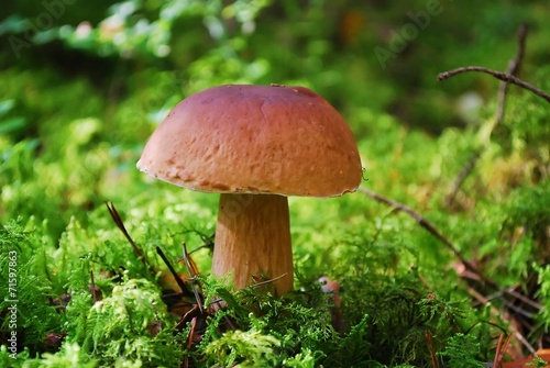 Cep Mushroom Growing in European Forest © bokstaz