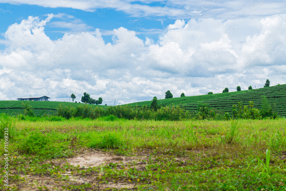 Green rice field and blue sky