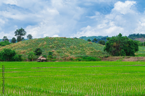 Green rice field and blue sky