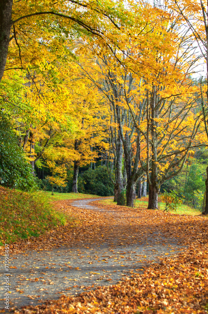 Naklejka premium Yellow leaves falling