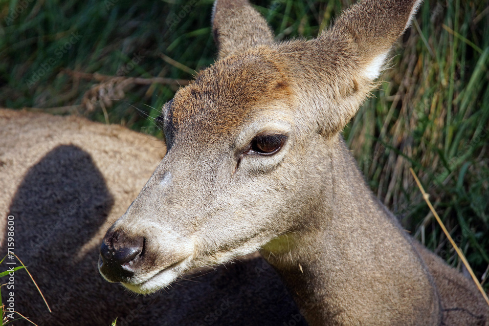 Female mule deer