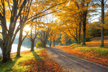 Lake pathway with yellow leaves