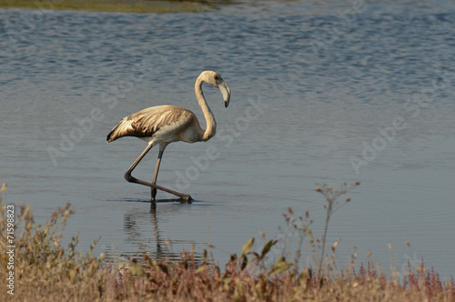 fenicottero rosa  Phoenicopterus ruber 