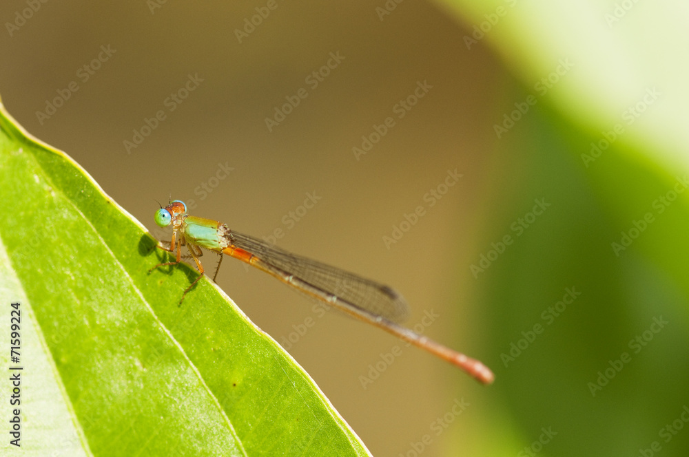 Fototapeta premium Dragonfly