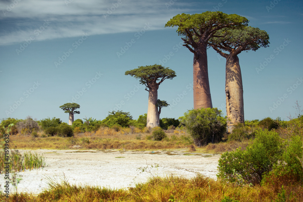 Obraz premium Baobabs