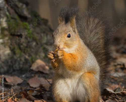 Squirrel with a walnut