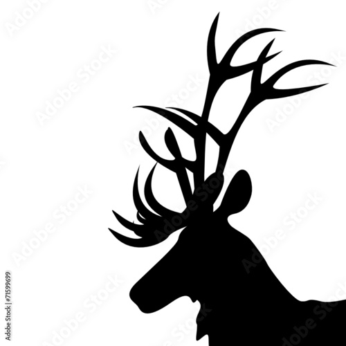 Hirsch
