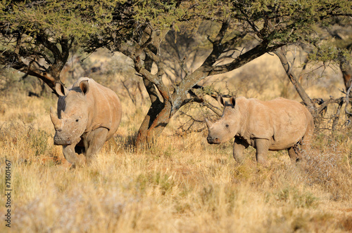 White rhino mother and calf