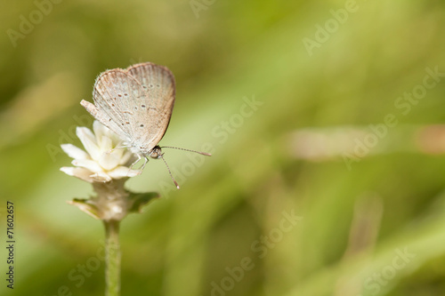 Wallpaper Mural Pale grass blue butterfly with wild globe everlasting flower Torontodigital.ca