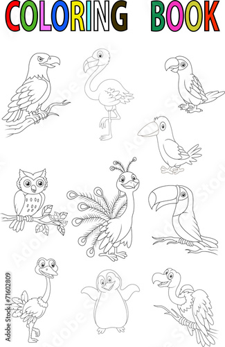Cartoon bird coloring book