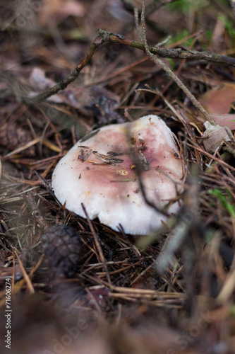 Tapety artystyczne russula