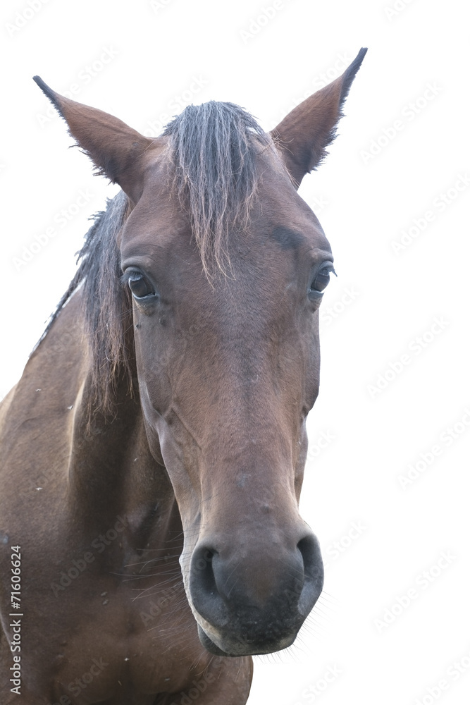 Obraz premium beautiful horse